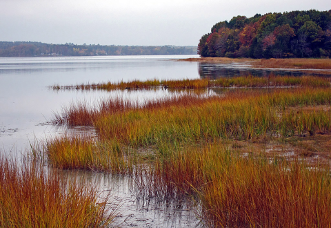 a grassy marsh turning red in fall