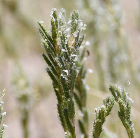 close up of a flowering grass head
