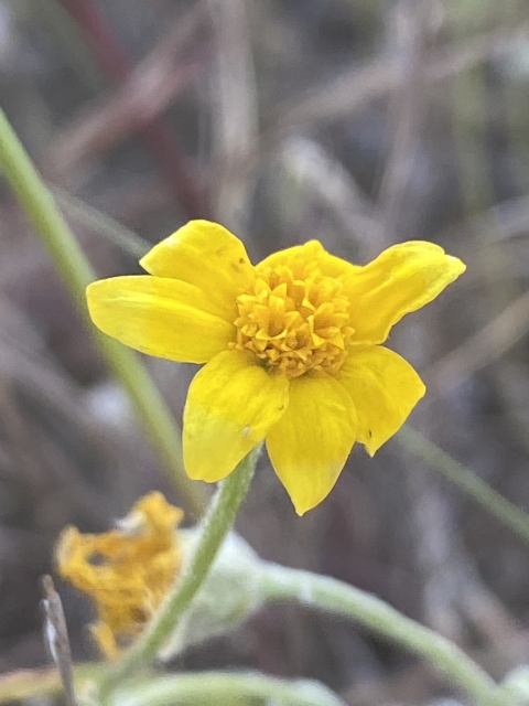 a bright yellow flower