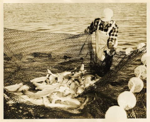 A sepia-toned old photograph showing a man in a plaid shirt and waders pulling in a large net filled with dozens of large fish