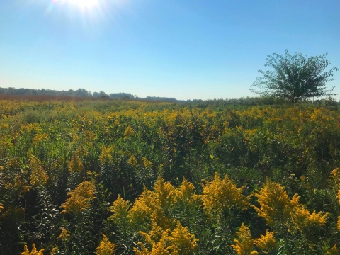 the sun shines over a field of yellow goldenrod