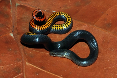 A Key ring-necked snake is curled on an orange fall leaf. It is a small, black on top with bright yellow, orange and red markings on the belly.