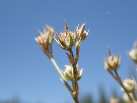 close up of pale pinkish-tipped dry looking flower buds