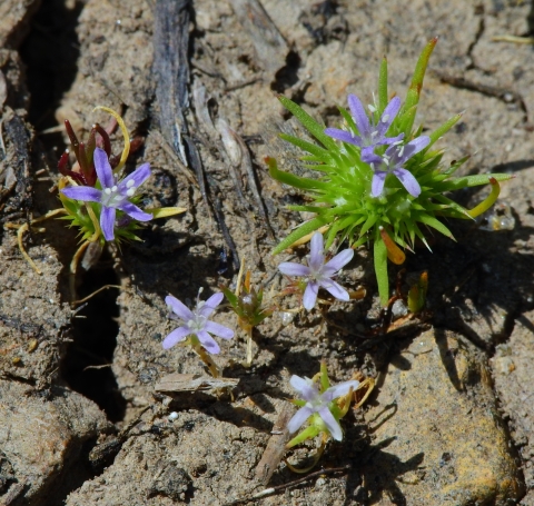 5 white 5 petaled flowers with blue streaks