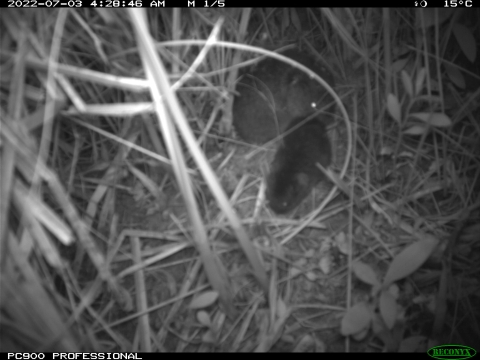 black and white photo of multiple voles in tall grass