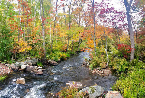 a roaring stream through a forest in fall colors