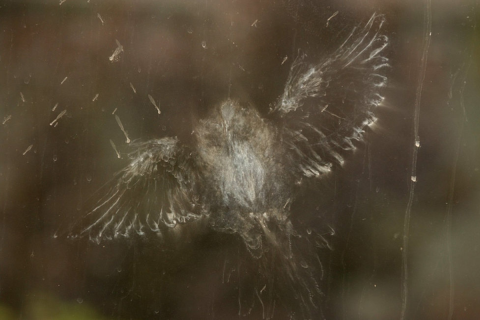 Dander print on a glass window that outlines a bird’s outstretched body