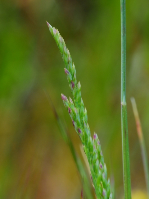 close up of a seedhead of napa bluegrass