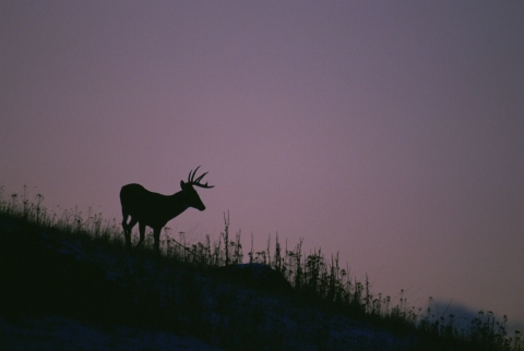 Silhouette of white-tailed deer buck 