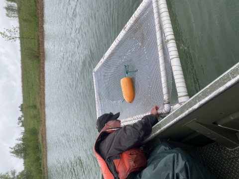 Successfully caught musky are carefully relocated to a floating holding pen.