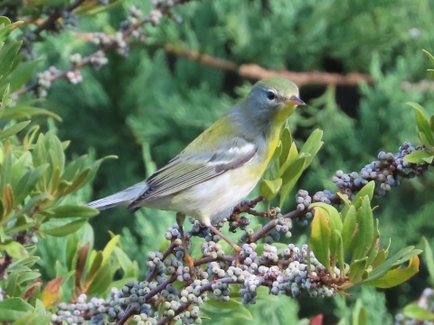Small warbler, yellow, white, gray and black standing on a branch