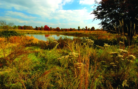 a wetland surrounded by plant displaying autumn colors