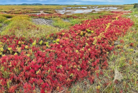 a marsh turns a vibrant red and green