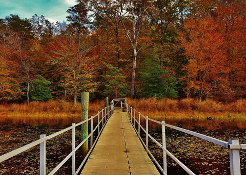 a boardwalk leads to a vibrant and colorful forest