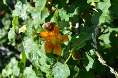 a 5 petaled orange flower growing on a bush