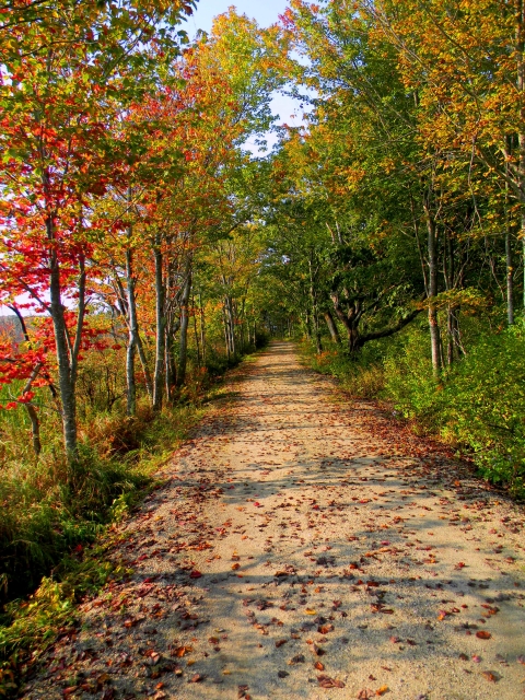 a trail through the woods during fall