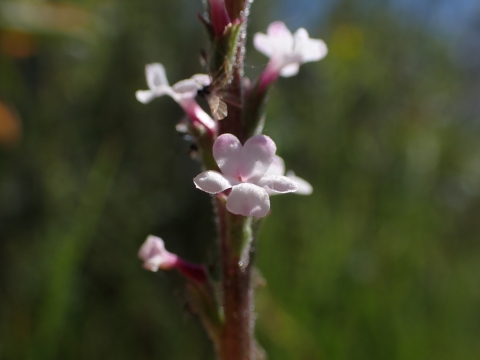 close up of small white pink flowers on a flower stalk