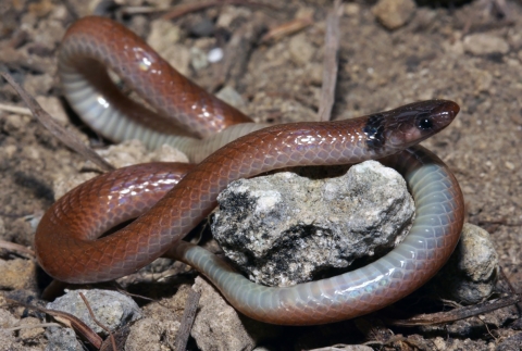 The rim rock crowned snake is small, 7- to 9-inches with a black cap, a tan to beige back, and a pinkish white to cream belly. He is curled around a rock on the ground.
