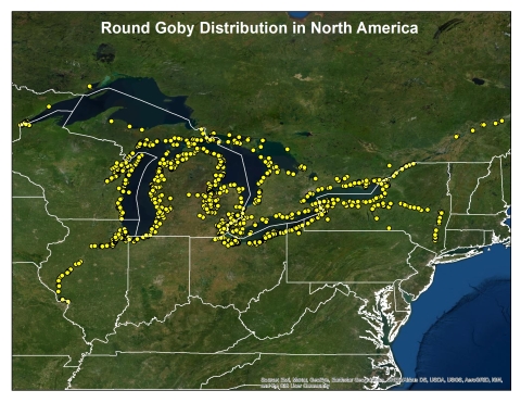 Map of yellow dots showing round goby distribution. 