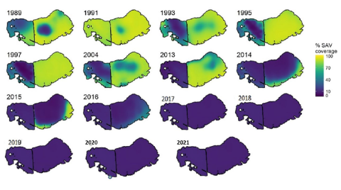 A series of maps of submerged aquatic vegetation coverage in Lake Mattamuskeet between 1989 and 2021. In 1991, SAV covered almost the entire lake; however, during the mid-90s SAV declined in the west basin, and by 2013 there was none left. In 2014 SAV populations dramatically crashed in the east basin as well. Since 2017, there has been practically no SAV in the lake. For assistance with this figure, please contact Mattamuskeet NWR at 252-926-4021. 