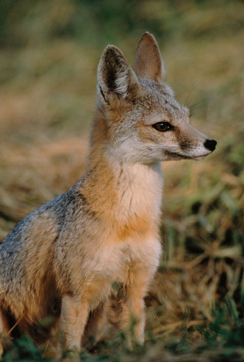 a sitting kit fox 