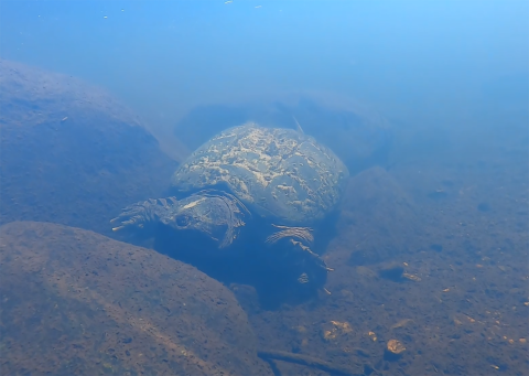 a large snapping turtle rests on the rocky river bottom