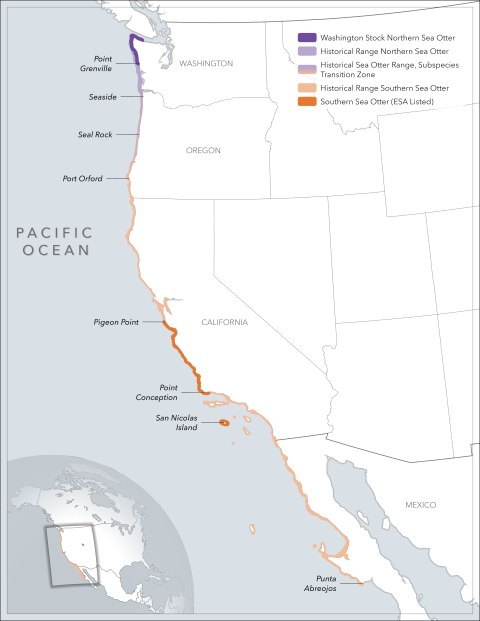 Map showing sea otter distribution along the Pacific Coast. There is population in WA and southern CA and about a 900-mile gap between the two where they were historically present but not currently found.