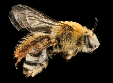 Squash bee