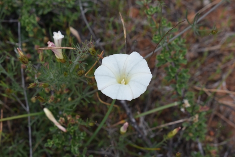 a single white trumpet flower