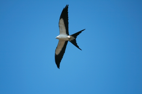 A flying Swallow-tailed Kite bird, photo taken from underneath