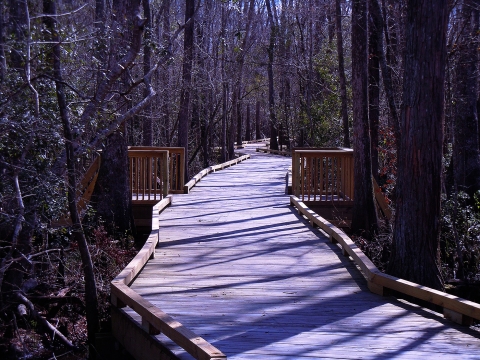 The Swamp Boardwalk at Cox Ferry Lake recreation area