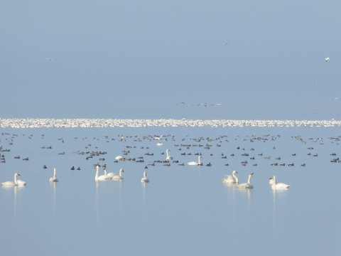 Hundreds of swans, geese, and ducks rest on a lake with glassy smooth blue surface, indistinguishable from the blue sky.