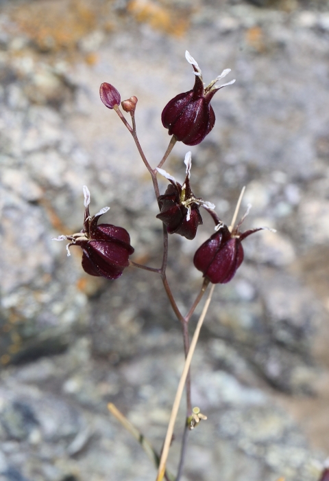 wine red flowerbuds on a brown stick