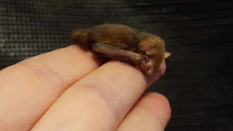 A furry golden and brown tricolored bat pup with eyes closed rests across the index and middle finger of a rehabilitator's outstretched hand.