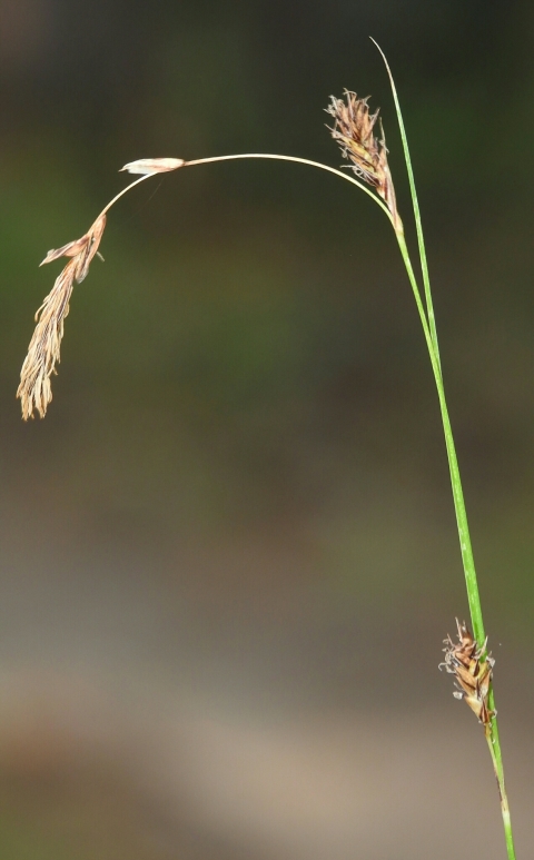 seedheads of a sedge