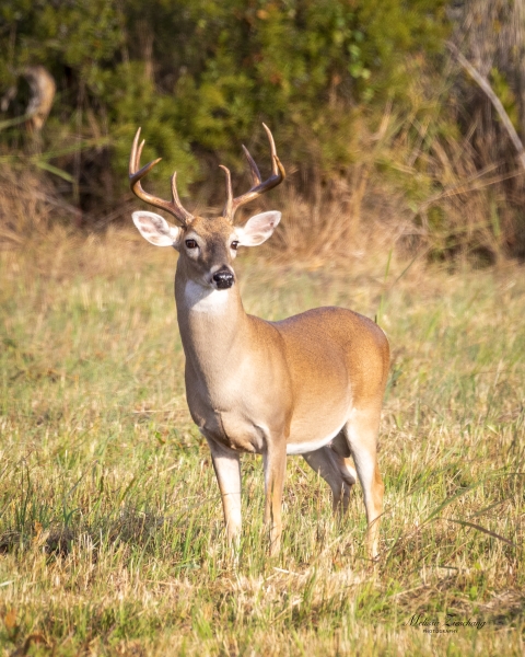 White-tailed deer buck surrounded by green vegetation