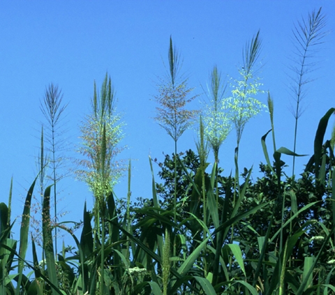 Close-up photo of wild rice growing at Waccamaw National Wildlife Refuge