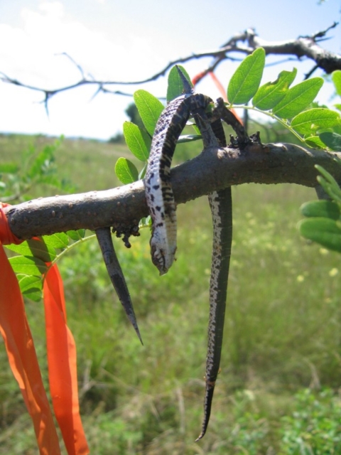 Western hognose snake impaled on stick in tree