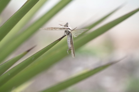 Grasshopper impaled on stalk of plant