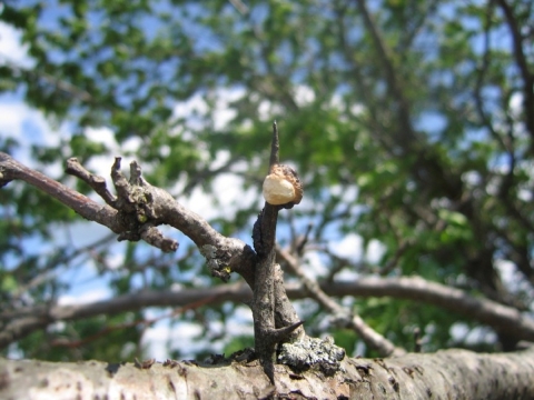 Fecal Sac Loggerhead Shrike