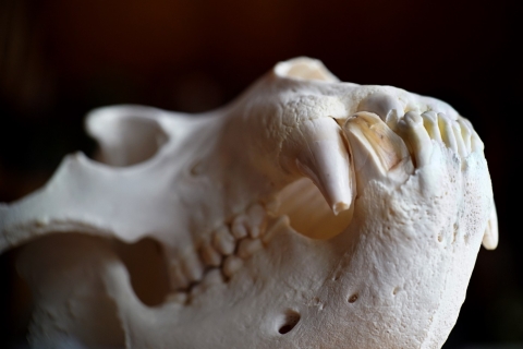 Close up of a brown bear skull focused on the teeth. 
