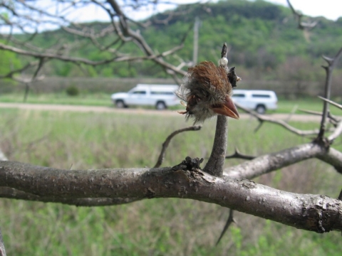 Field sparrow head impaled on stick