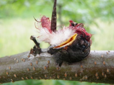 Juvenile eastern kingbird impaled on stick