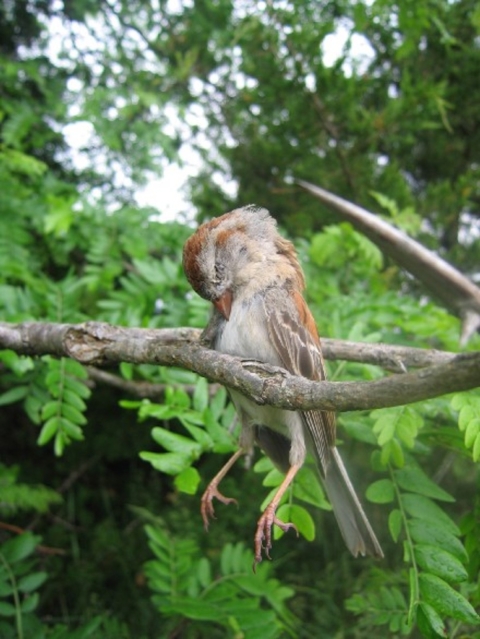 Field sparrow impaled on stick
