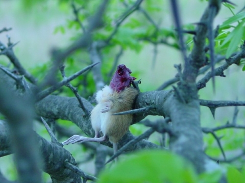 Meadow jumping mouse impaled on branch of tree