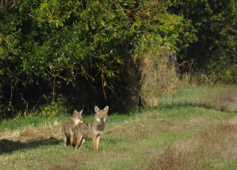 2 coyotes stand at the edge of a dense woods and an open grassy field, ears alert.