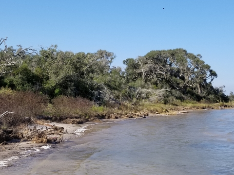 Shoreline with trees eroding into the bay