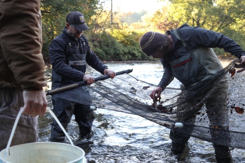 Three people standing in a stream, one holding a bucket, one holding one end of a large net, and the third picking through items caught in the net