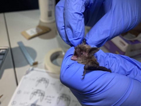 Close up of a little brown bat in the hands of a biologist with data gathering tools on a table below.