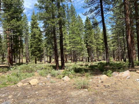 Tall pine trees with slightly blackened trunks are met with small green shrubs